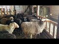 эдильбаевские овцематки