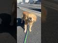 散歩拒否犬 #ゴールデンリトリバー