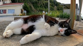 駐車場でモフられにくるハチワレ猫が可愛過ぎる