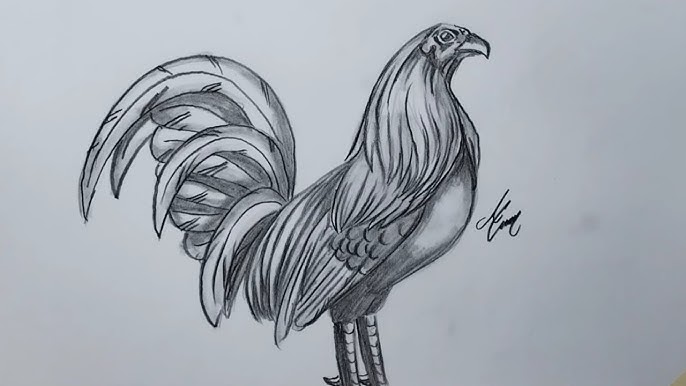 como dibujar un gallo de peleas - YouTube como-dibujar-un-gallo-de-peleas-youtube