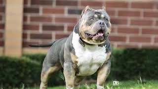 Rhino Valley Experience Presents - Grand Champion Shamrock of Solid Ground Bullyz