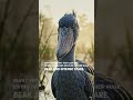 The Shoebill Is One Of The Most Mysterious Birds On Earth #birds #nature #wildlife #animals