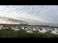march 3 goose hunt 2012.mov