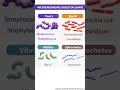 Microorganisms based on Shapes| Bacteria| Microbiology