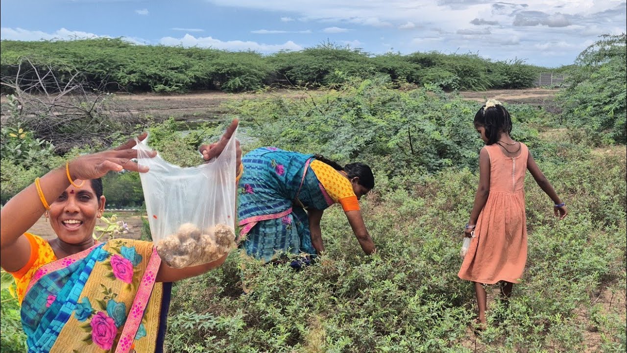 மழையில் முளைத்த  காளானை பறிக்க கிளம்பியாச்சு