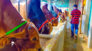 Sadeeq Agro Bull Collation। Big cow in the Bangladesh 2024 । Big cow 2024 । Big bull 2024