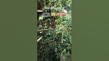 #dangerous#अजगर#python#short#youtube#animal#viral#video