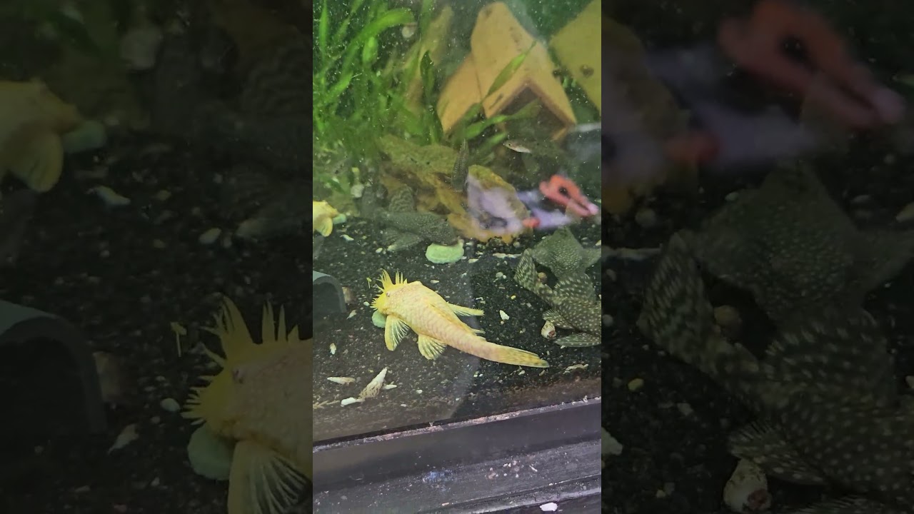 Quick Fun Fish Fact 14