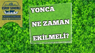 Yonca Nasıl Ekilir? #Yonca Resimi