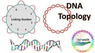 DNA Topology: Linking Number Twist Writhe