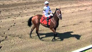 Speedy 2-Year-Olds Converge in 2015 Summer Stakes
