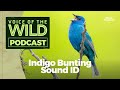 Episode 19: Indigo Bunting – Voice of the Wild