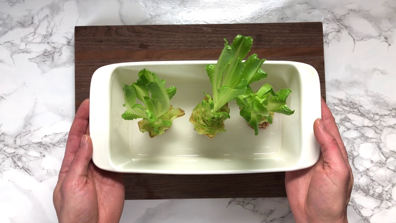 How To Regrow Lettuce YouTube