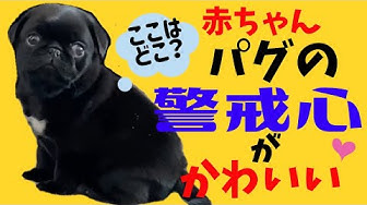 黒パグ Youtube