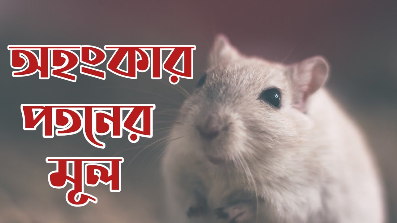 pride-is-the-root-of-the-fall-in-bengali-youtube