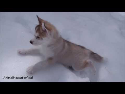 Siberian Husky Puppies Playing in Snow