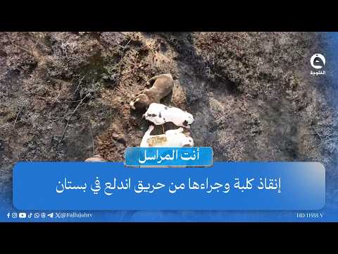 "الرحمة ما إلها حدود"..إنقاذ كلبة وجراءها من حـ..ـريـ..ـق اندلع في بستان#أنت_المراسل #قناة_الفلوجة