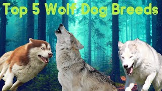 Top 5 Best Wolf Dog Breeds in the World || Wolf Dogs || Best Dog Breeds