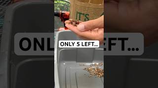 Why do worms die in a new bin?
