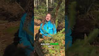 Christine hat mithilfe Satelliten 🛰 und KI 🤖 die Waldgesundheit 🌲 im Blick