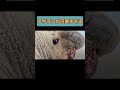 #animals #動物 #オールマイティラボ #アザラシ