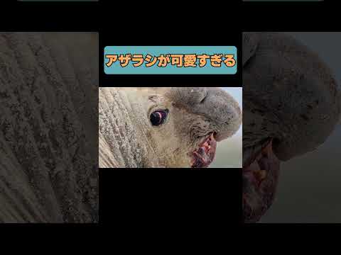 #animals #動物 #オールマイティラボ #アザラシのサムネイル