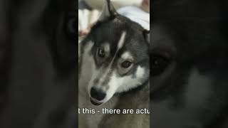 How To Care For Klee kai, Pomsky (Everything You Need To Know) #dogs #dogbreeds #husky