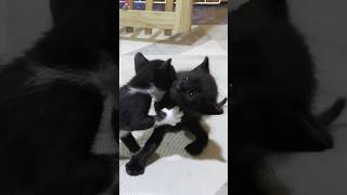 A tiny kitten makes a wobbly charge that turns into a fight #shorts