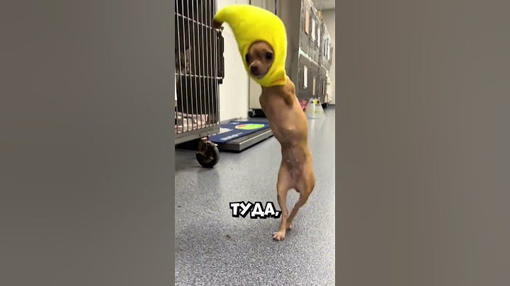 Собака с двумя лапами сделала то, чего никто не ожидал #shorts