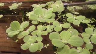 Пистия (водяной салат) Пистия (водяной салат)