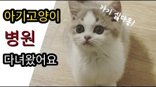 아기고양이 처음으로 병원 다녀왔어요. 검진결과, 진료비