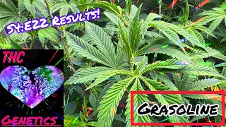 Seed to Harvest - Grasoline