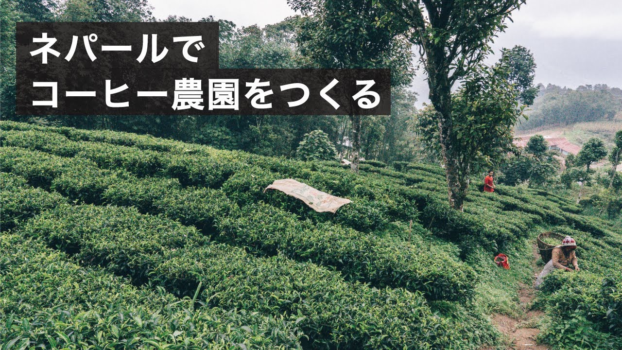 ネパールでコーヒー農園づくり Nepal Ilam Farm Stay Youtube