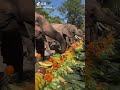 象が果物を食べるだけの動画