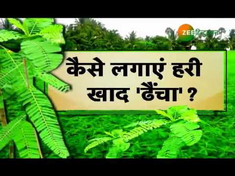 वीडियो: आलू उगाने में हरी खाद के उपयोग पर