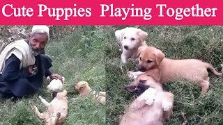 Cute Puppies  Playing Together Compilation 20201 / dogs playing /funny dogs and cats