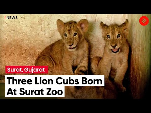 Lioness Gives Birth To Three Cubs At Surat Zoo, To Be Put On Display