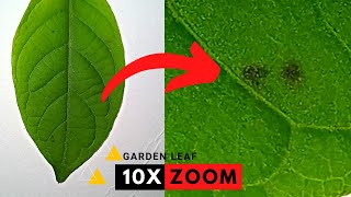 Plant Leaf 10x Zoom From Mobile #shorts