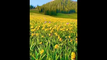 نغمة اشعارات صوت عصافير 