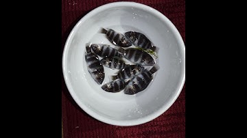 Why to not use a Python or similar to fill during a water change!