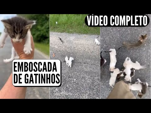 EMBOSCADA DE GATINHOS - HOMEM RESGATA GATINHO E ENCONTRA NINHADA INTEIRA (VÍDEO COMPLETO)