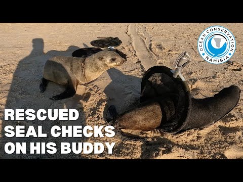 Rescued Seal Checks On His Buddy