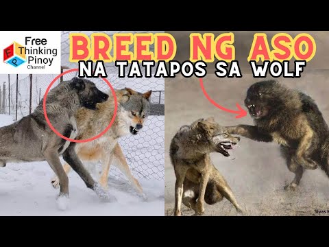 Pinaka MALAKAS na ASO na pwedeng LUMABAN sa WOLF | Dogs vs Wolf