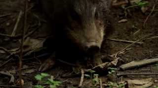Pygmy Hog: only 150 of them remain in the wild!