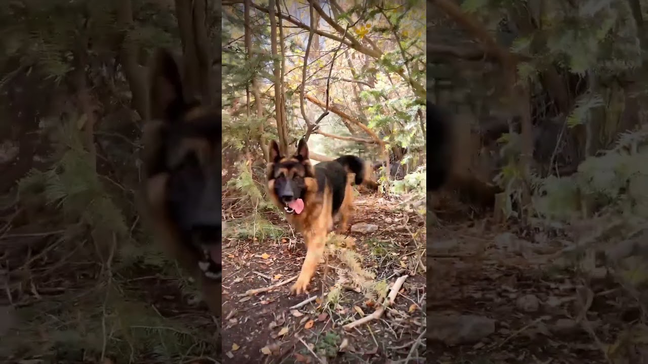 Hilarious Dog Joke Compilation | Funny Moments Guaranteed to Make You Laugh 