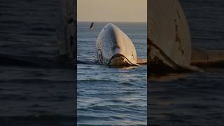 Whale Carcass Decomposition: The Ocean's Ultimate Recycling Process 🦈💀🌊