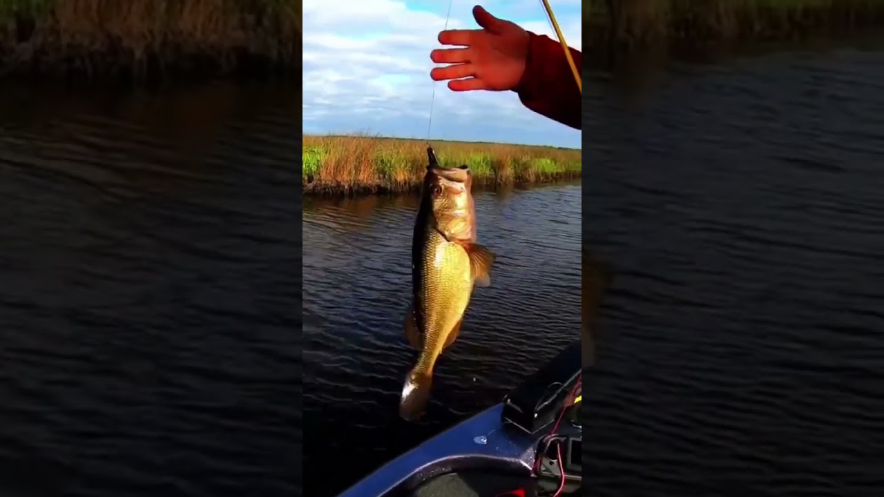 Bass fishing Pascagoula River YouTube