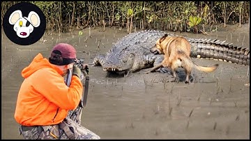Schokkende video: hoe gaan jagers en boeren met geweren om met miljoenen krokodillen?