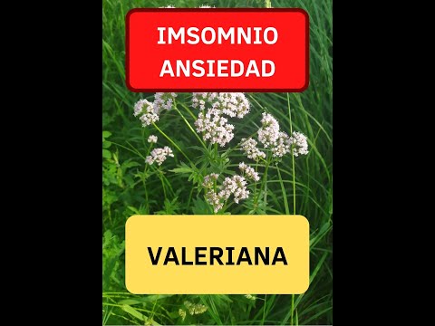 Видео: Valeriana officinalis нь сэтгэлийн түгшүүрийг арилгахад тусалдаг уу?
