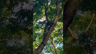 The Science Behind the Black Squirrel — eastern gray squirrel
